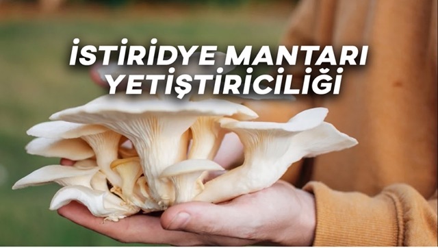 istiridye-Mantarı-Yetiştiriciliği