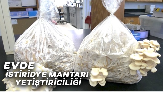 evde-istiridye-Mantarı-Yetiştiriciliği